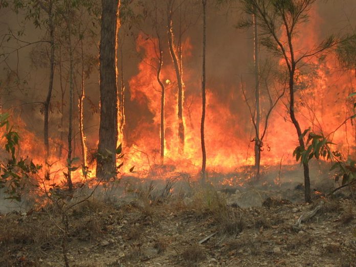 A bush fire from 2010 that spread across Captain Creek in Queensland, Australia. Photo courtesy of Wikimedia Commons.