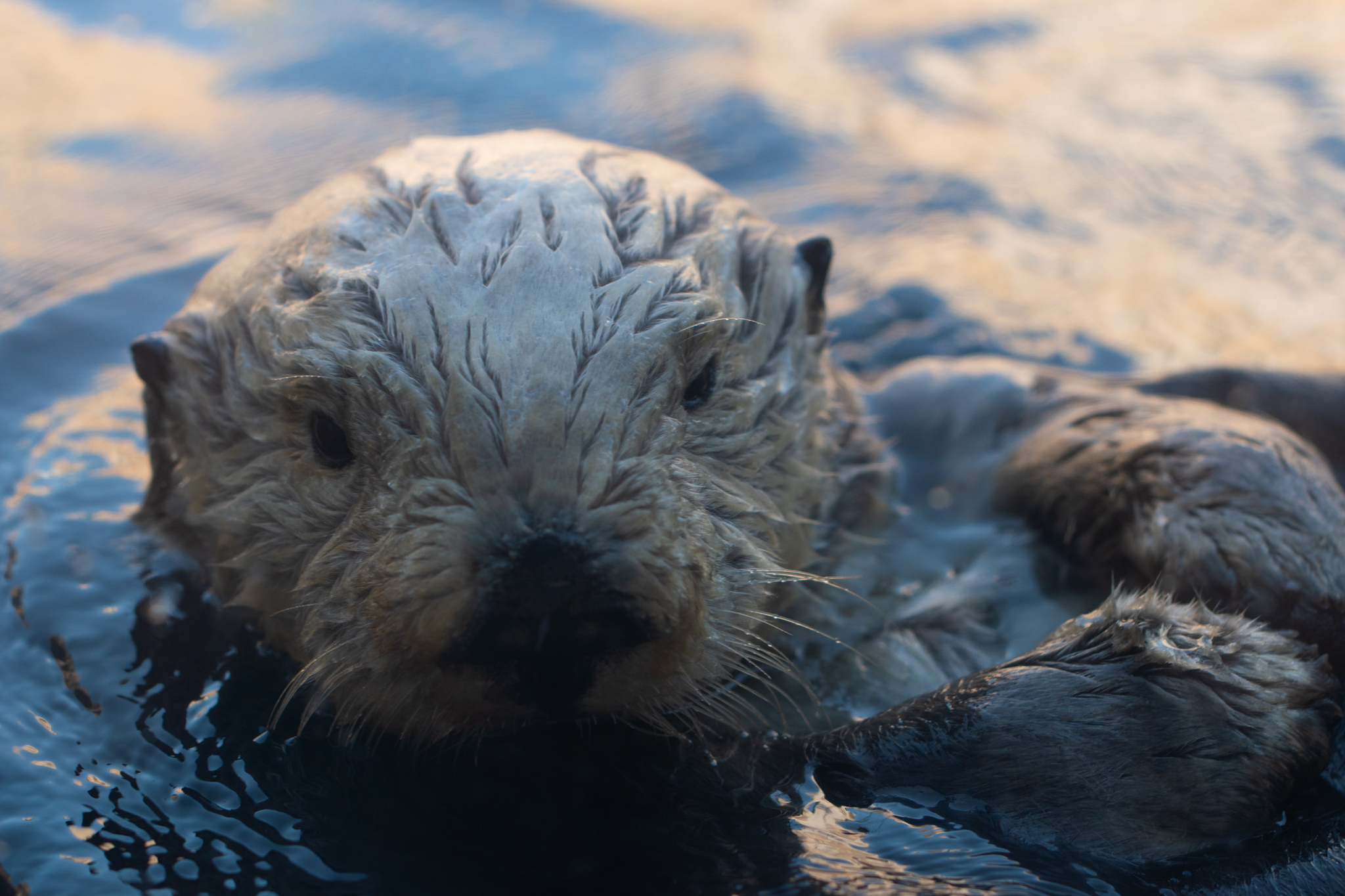 Sea Otter Awareness Week The Lutrinae