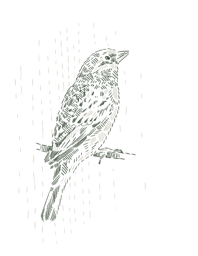 Illustration of a bird on a branch