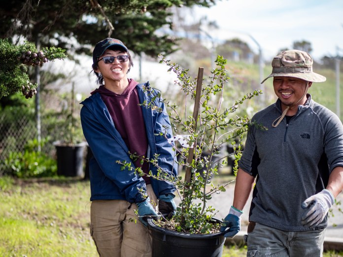 Two people carrying a young tree in a plastic pot.