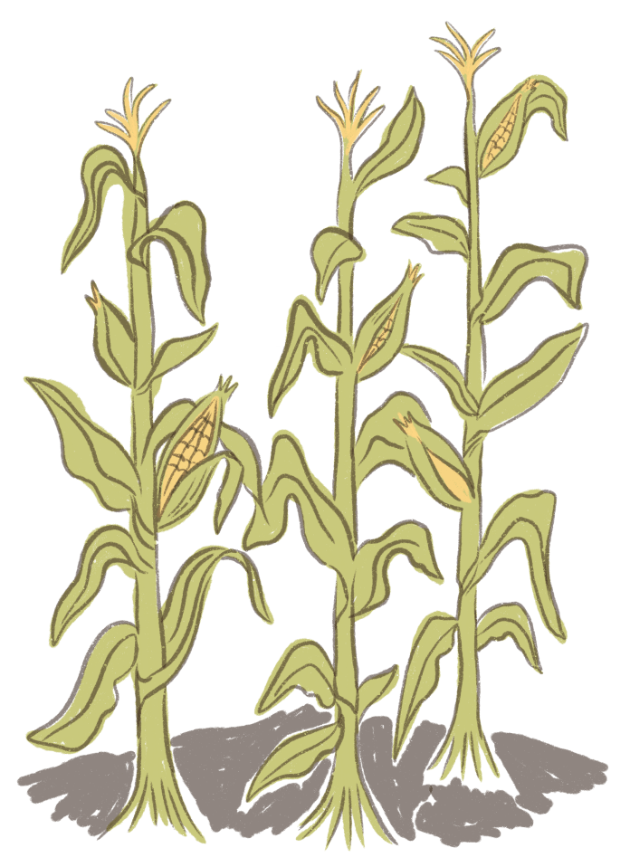 Illustration of corn stalks