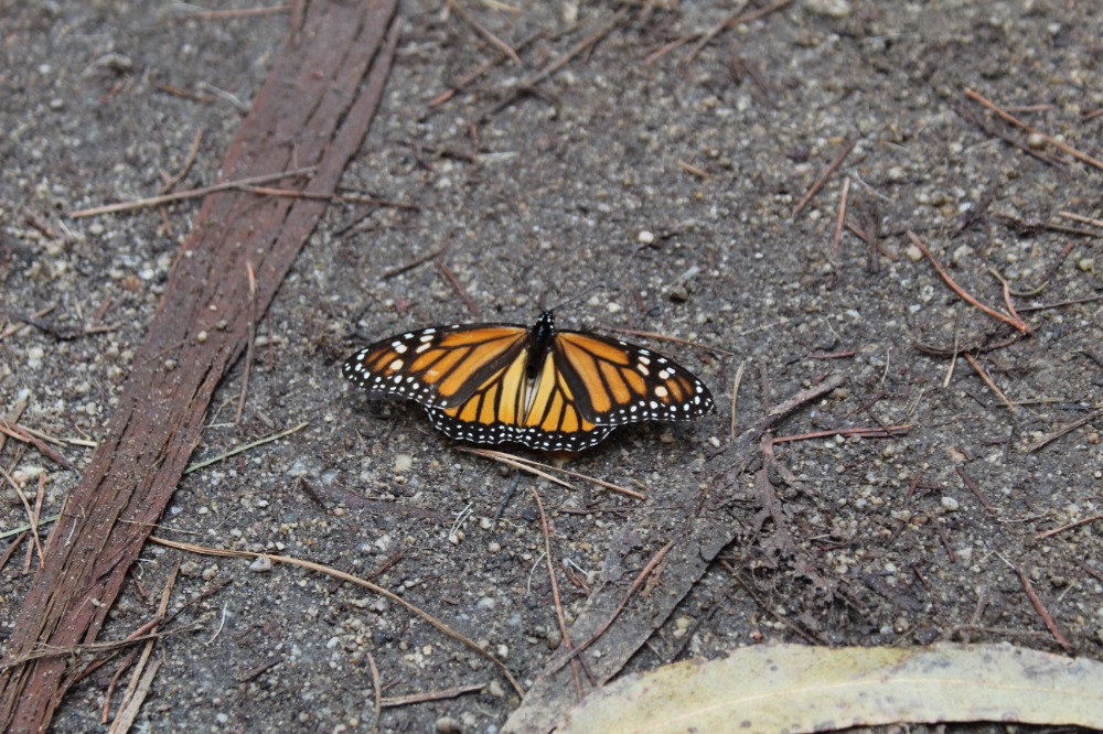 close up picture of a monarch butterfly resting on the ground