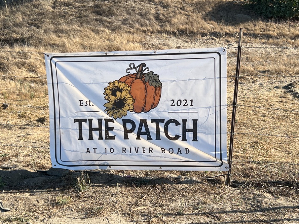 Image of a pumpkin patch.