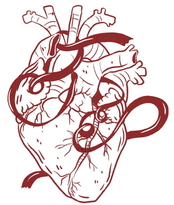 Illustration of a heart with veins wrapping around it like a ribbon
