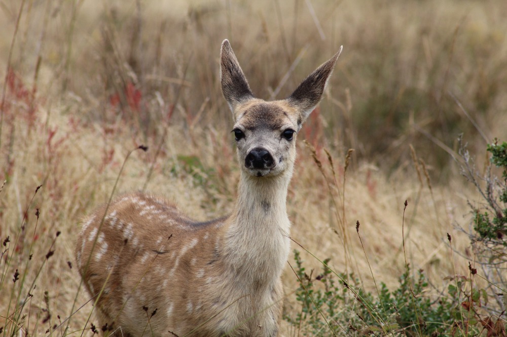Image of a deer taken out in a local trail in the monterey area