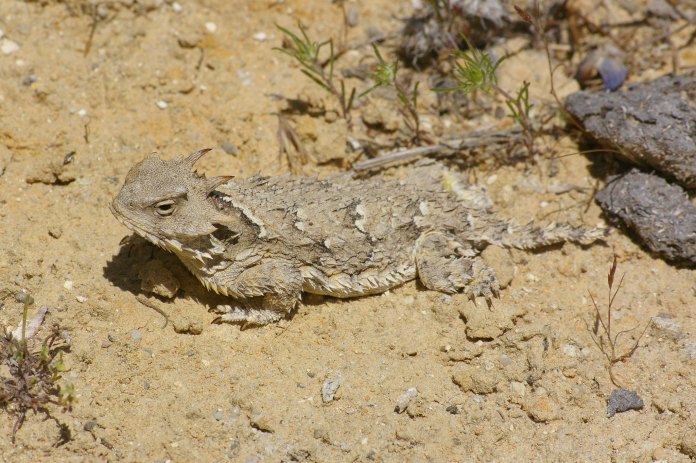 Picture of a Horned Lizard