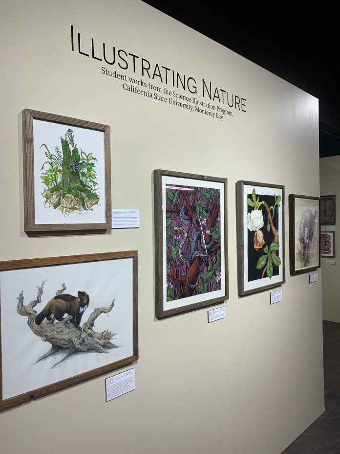 Picture of some illustrations hung on the wall