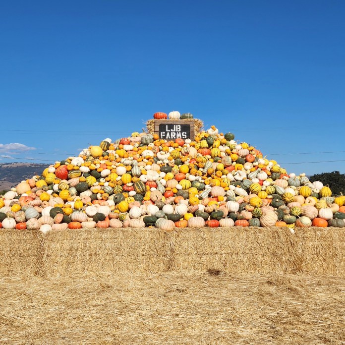 Photo of pumpkins
