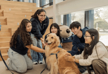 Otter Pups Blue and Dolly comfort college students, but they can’t do it alone Dolly Therapy Dog