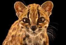 Tinier than a house cat but wild at heart: A new cat species has been discovered